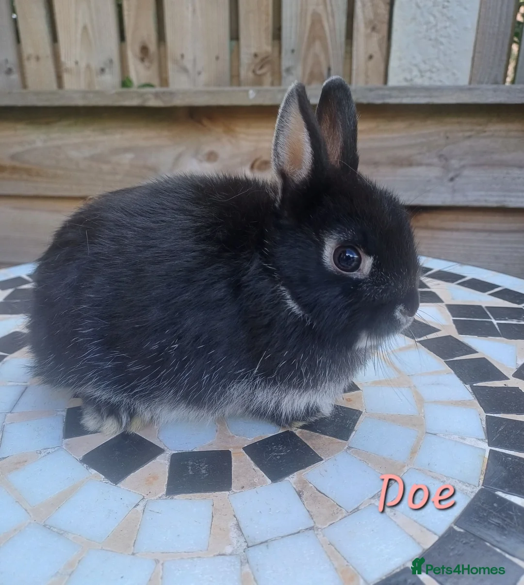 Netherland Dwarf rabbits for sale: Neverland dwalf - Advert 2