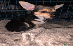 Chihuahua dogs for sale: Chihuahua fluff balls  - Image 12