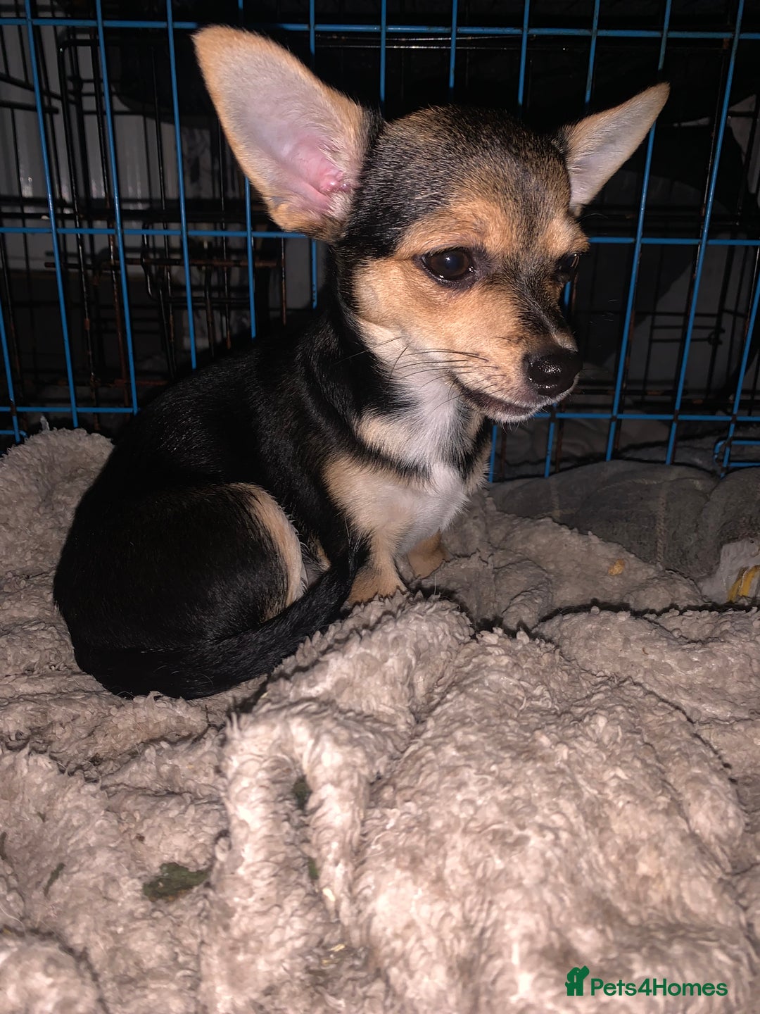 Chihuahua dogs for sale: Chihuahua fluff balls  - Image 12