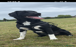 Sprollie dogs for stud: Rocket - Image 4