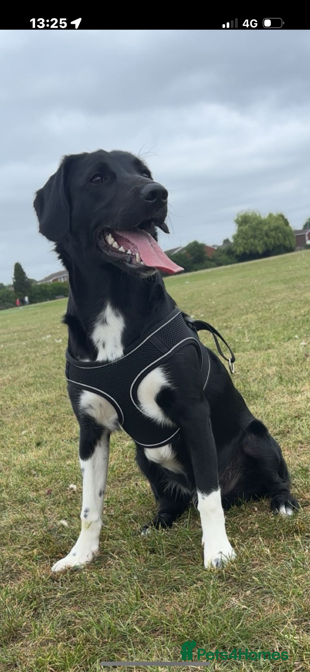 Sprollie dogs for stud: Rocket - Image 4