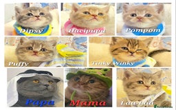 British Shorthair cats for sale: British shorthair babies  - Image 26