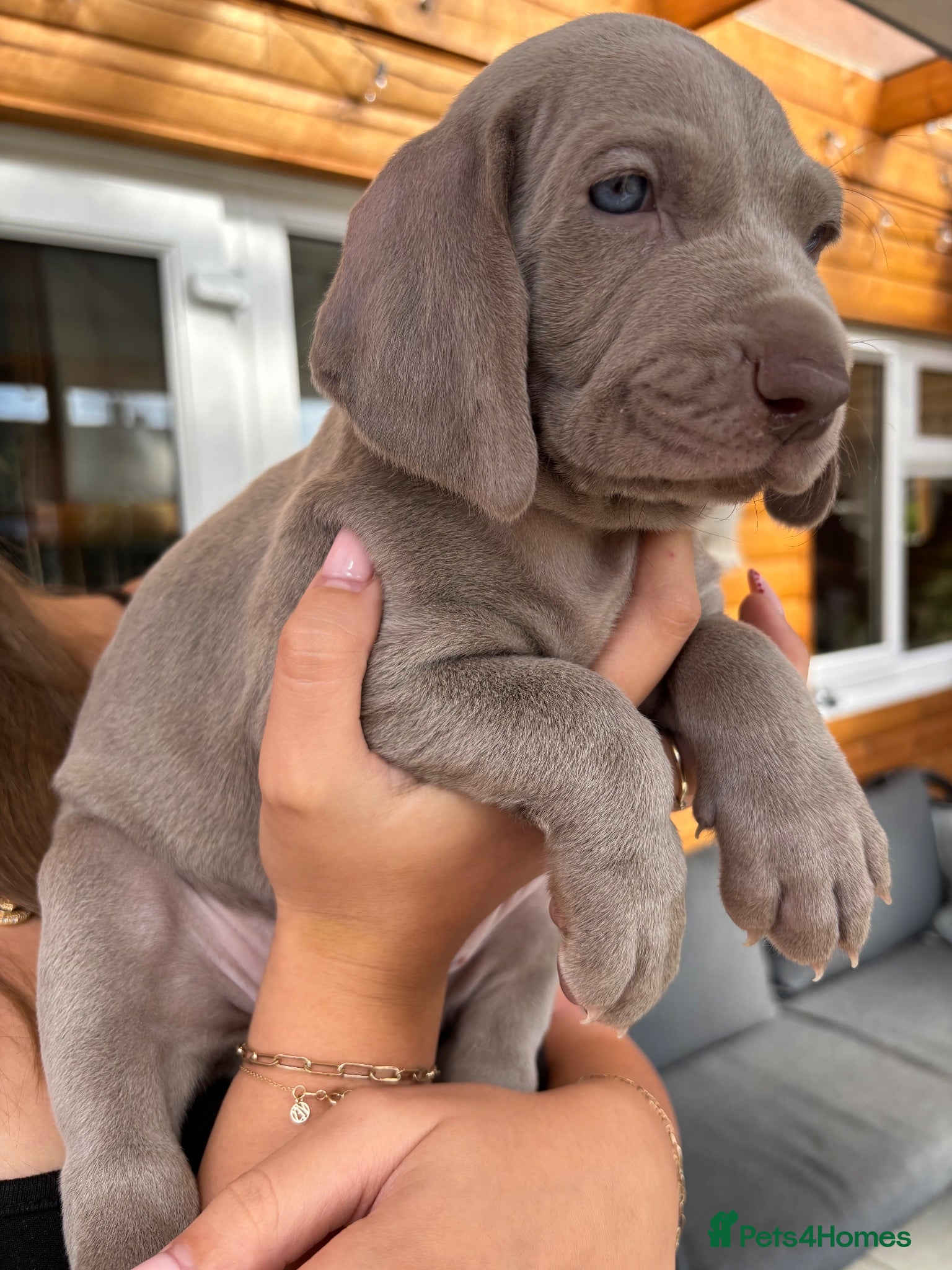 Weimaraner dogs 🩶Beautiful Silver KC Registered Weimaraner’s - Advert 2