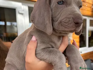 Weimaraner dogs 🩶Beautiful Silver KC Registered Weimaraner’s - Advert 2