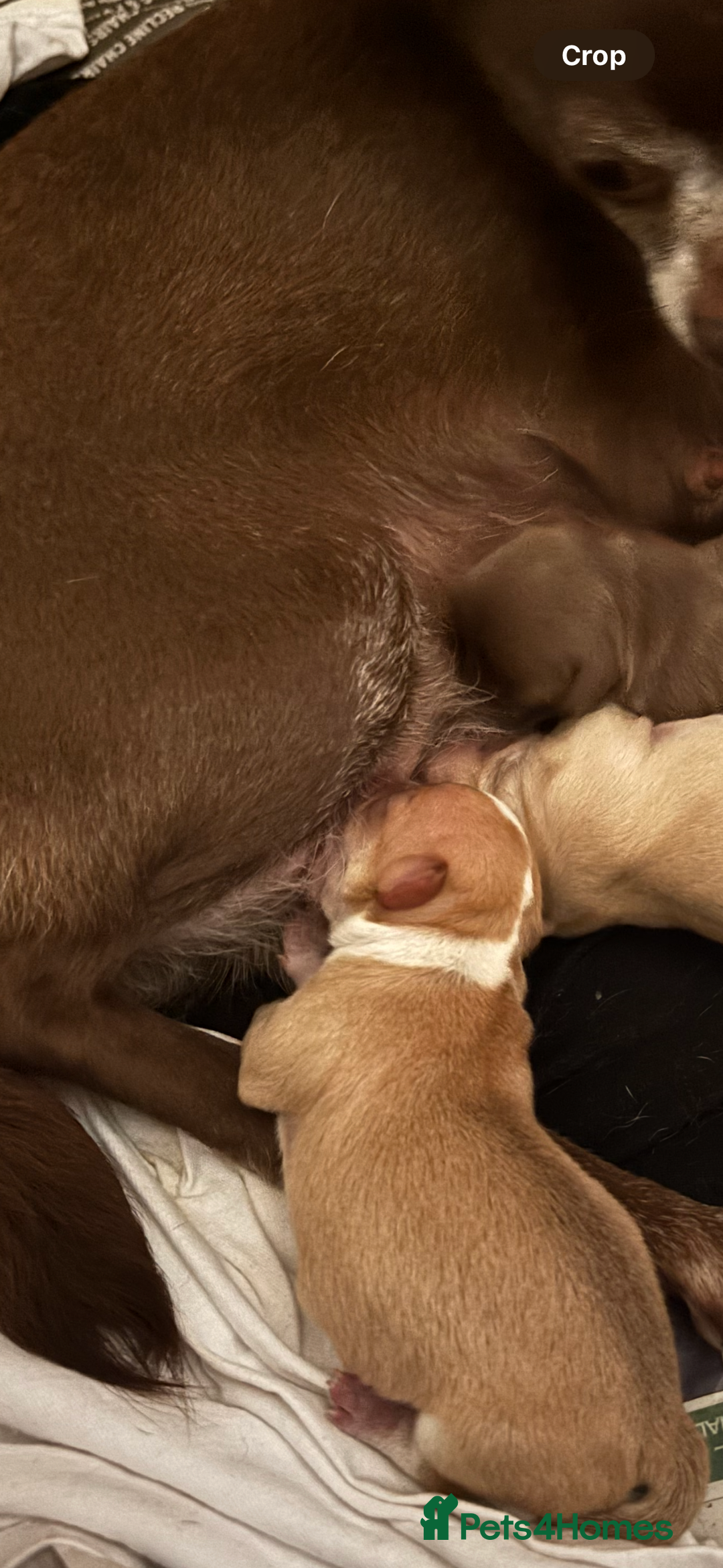 Chihuahua dogs for sale: Chihuahuas puppies  - Image 7