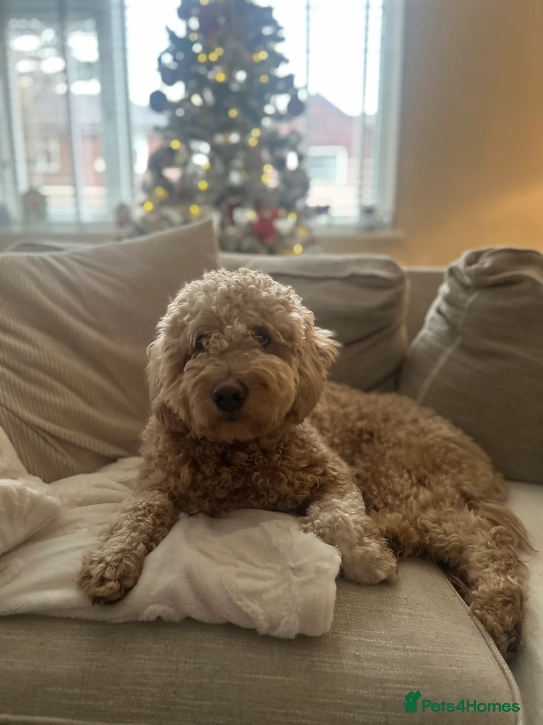 Goldendoodle dogs for sale: Goldendoodle Rehome - Advert 6