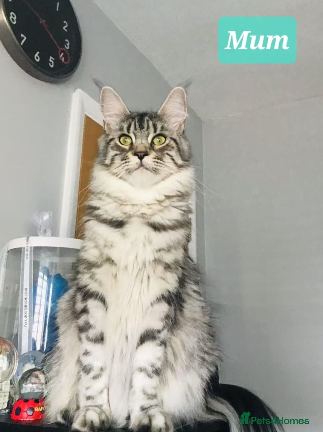 Maine Coon cats for sale: GCCF Pedigree Maine Coon Shaded Kittens - Advert 7