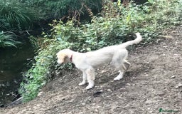 Golden Retriever dogs for sale: Fully vaccinated championline puppies- ready now in London - Image 15