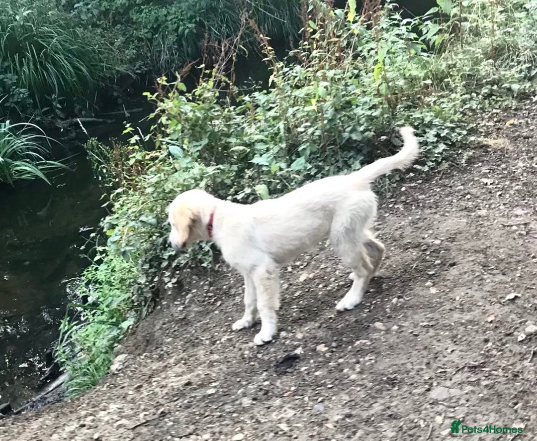 Golden Retriever dogs for sale: Fully vaccinated championline puppies- ready now in London - Image 15