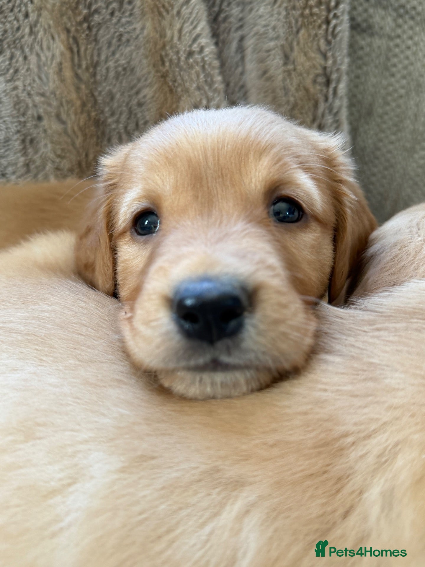 Golden Retriever dogs Beautiful KC Golden Retrievers  - Advert 2