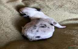 Welsh Corgi Cardigan dogs for sale: Show Quality KC Pedigree Corgi Cardigan Puppies  - Image 36