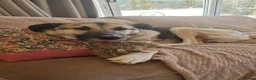 Mixed Breed dogs for adoption: Mushroom needs a new home! in Bordon - Advert 5