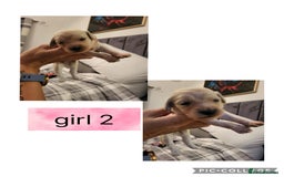 Mixed Breed dogs for sale: Rare silky cocker puppies  - Image 6