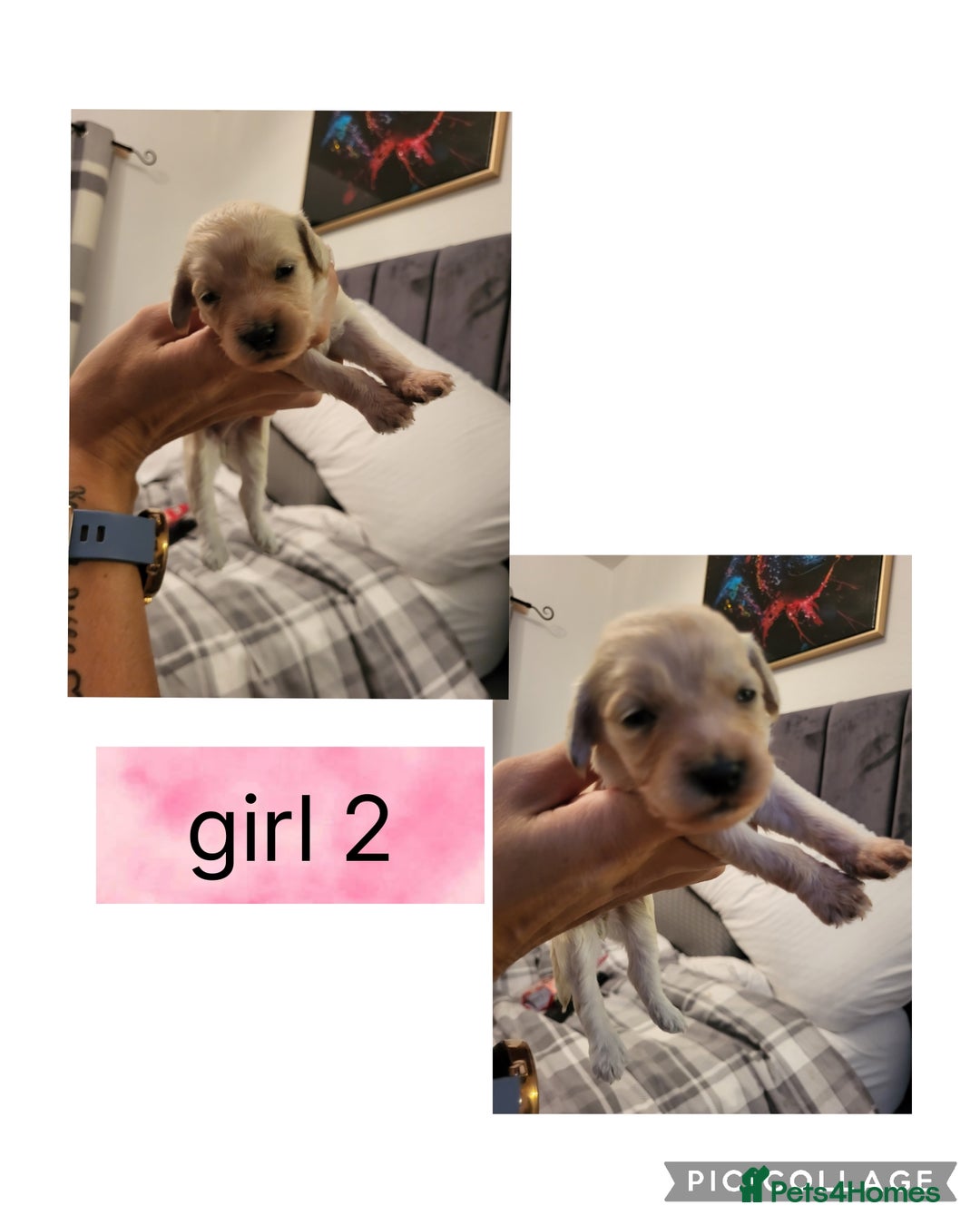 Mixed Breed dogs for sale: Rare silky cocker puppies  - Image 6