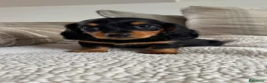 Black and Tan longhair girl x 