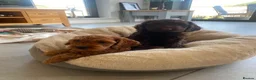 Cockapoo dogs for sale: Two beautiful puppies - Advert 10