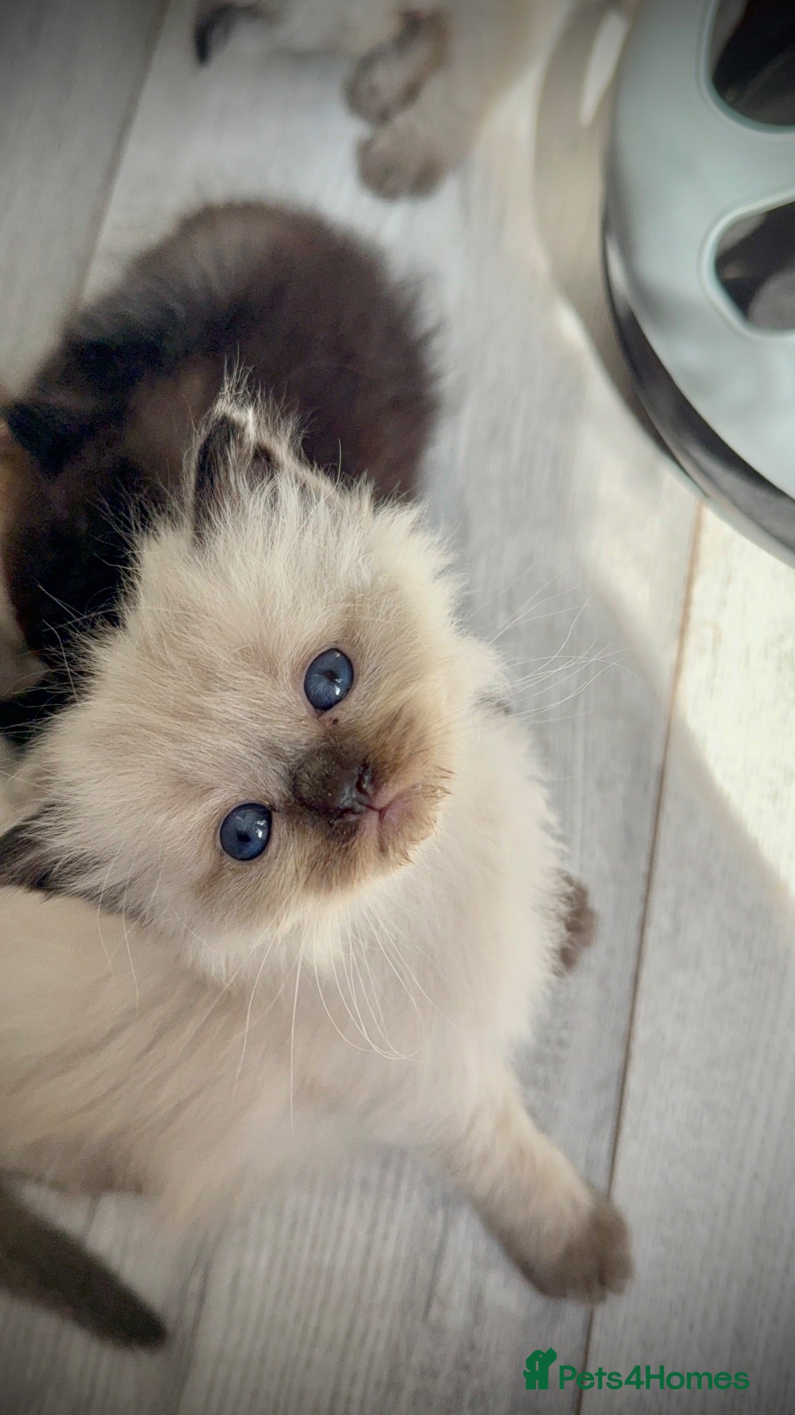 Mixed Breed cats Ragdoll & British Longhair Mix Kittens - Advert 14