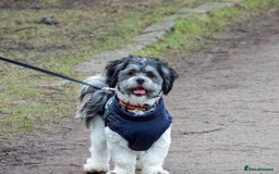 Lhasa Apso dogs for stud: Proven Lhasa Apso Stud – KC Registered in Airdrie - Image 1