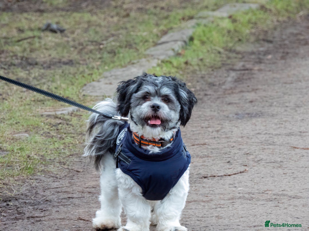 Lhasa Apso dogs for stud: Proven Lhasa Apso Stud – KC Registered in Airdrie - Image 1