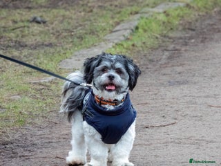 Lhasa Apso dogs in Airdrie - Advert 2