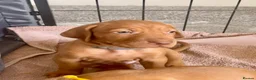 Hungarian Vizsla dogs for sale: Hungarian vizsla puppies  in Thirsk - Advert 8