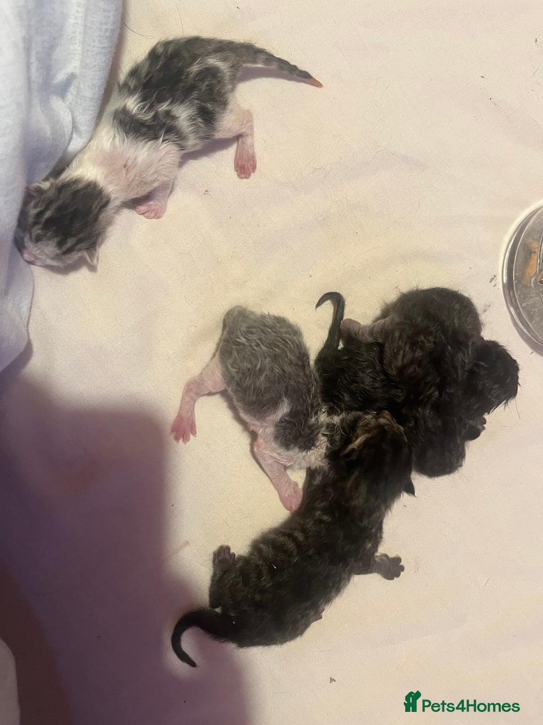 Ragdoll cats for sale: Ragdoll x tabby kittens - Image 7