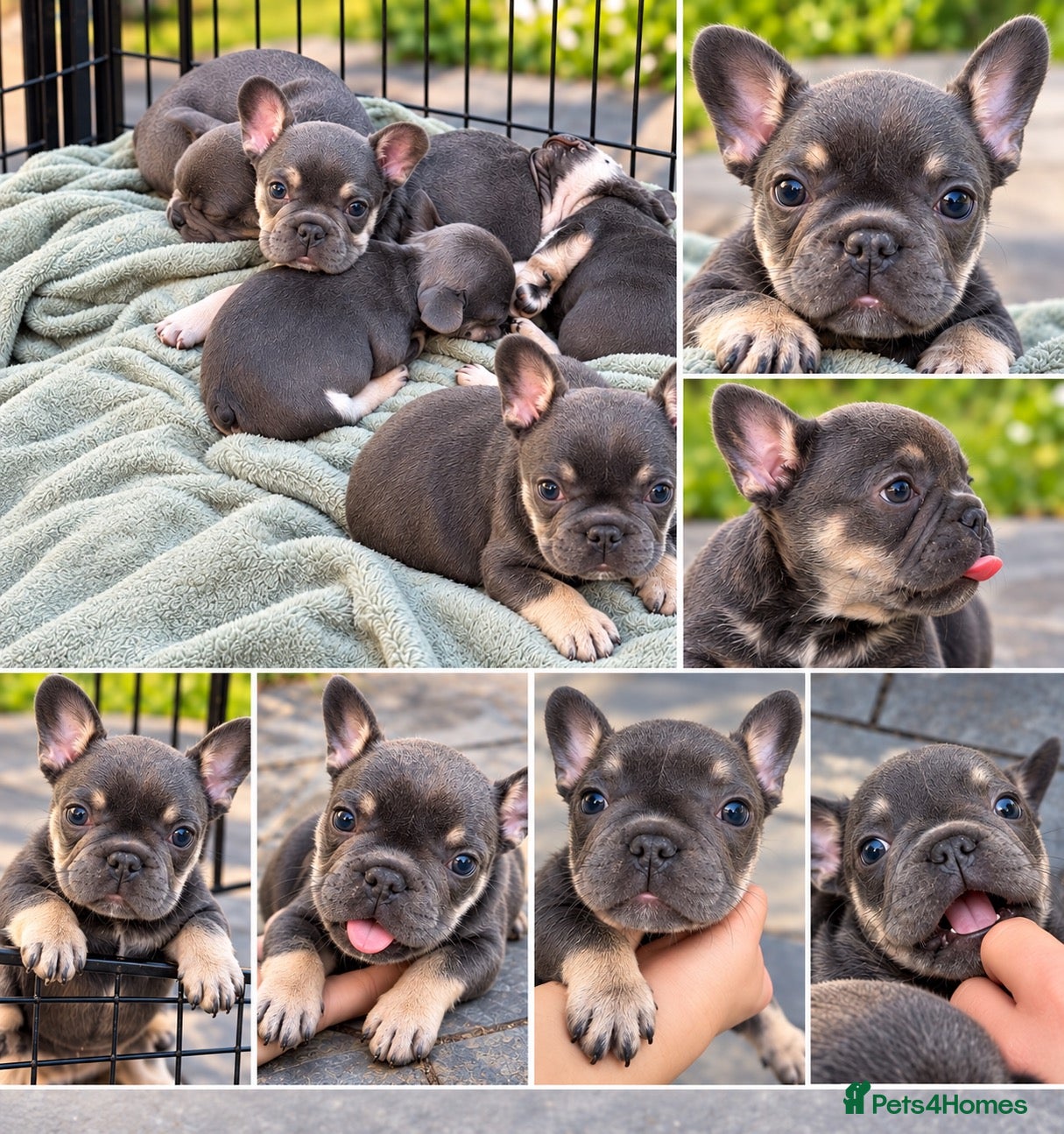 French Bulldog dogs Blue French bulldog puppies  - Advert 2