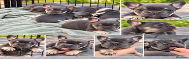 French Bulldog 1