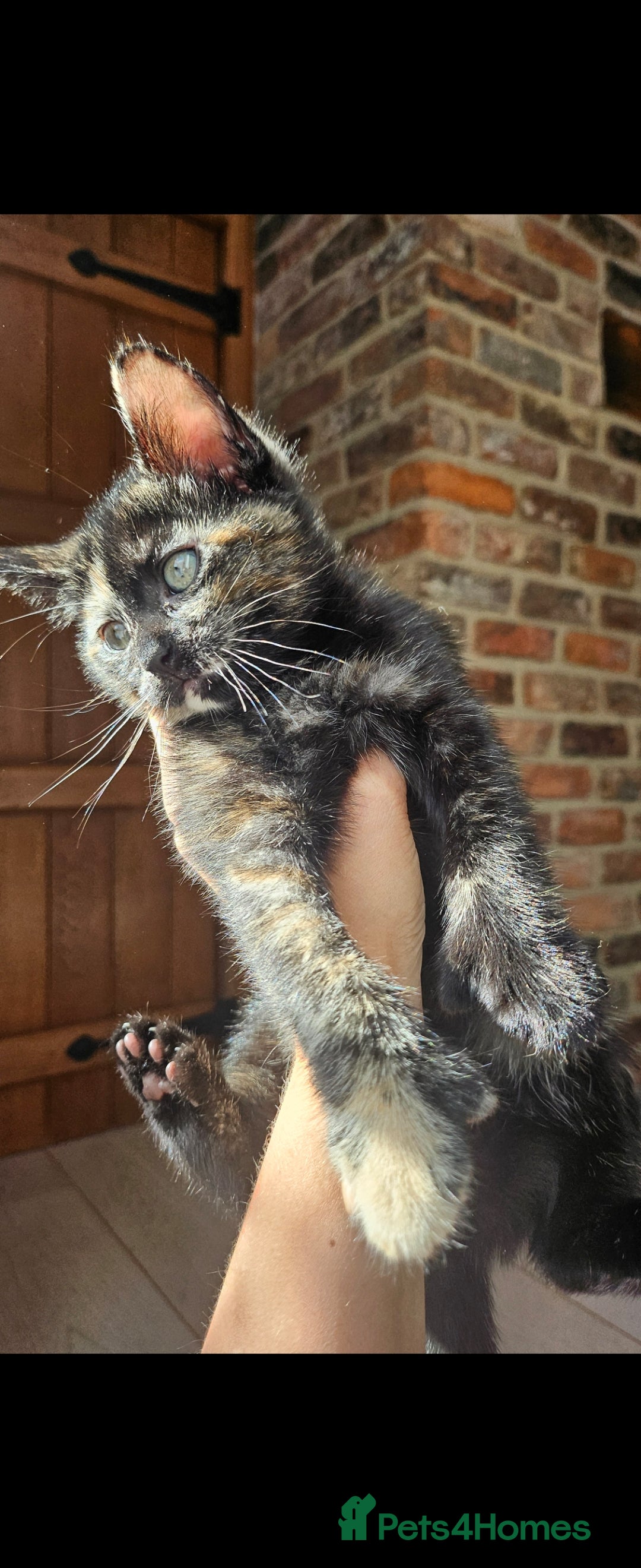 Mixed Breed cats for sale: One Tortie Girl left | Ragdoll mix - Image 5
