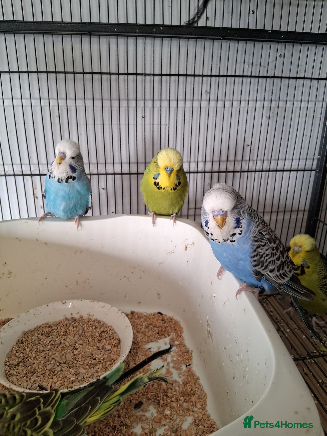 Budgerigars birds for sale: Exhibition Budgerigars - Advert 6