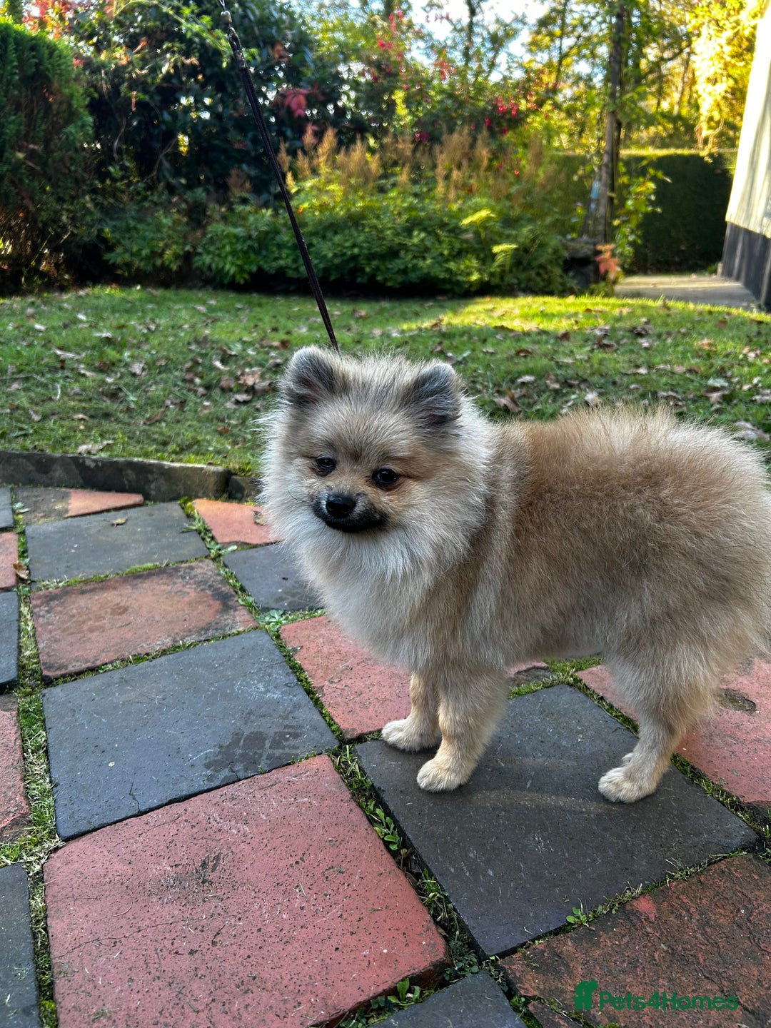 Pomeranian dogs for sale: Beautiful Pomeranian Teddy Bear Puppies - Advert 14