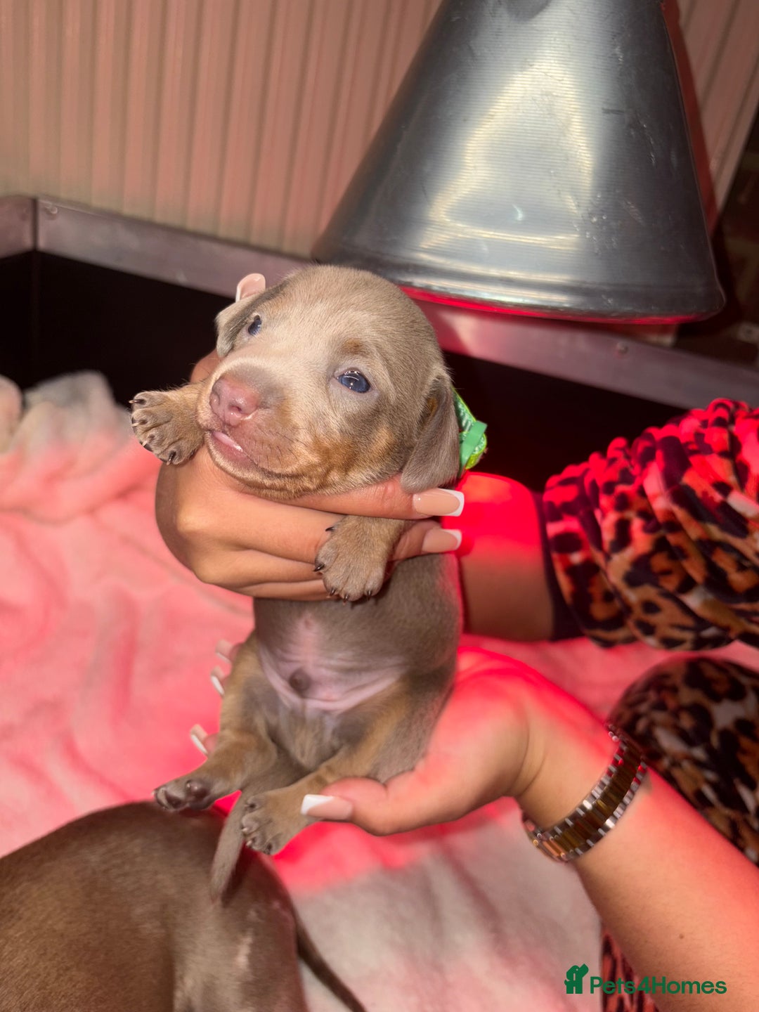 Miniature Dachshund dogs for sale: 4 Beautiful isabella Tan&Dapple mini dachshunds - Advert 5