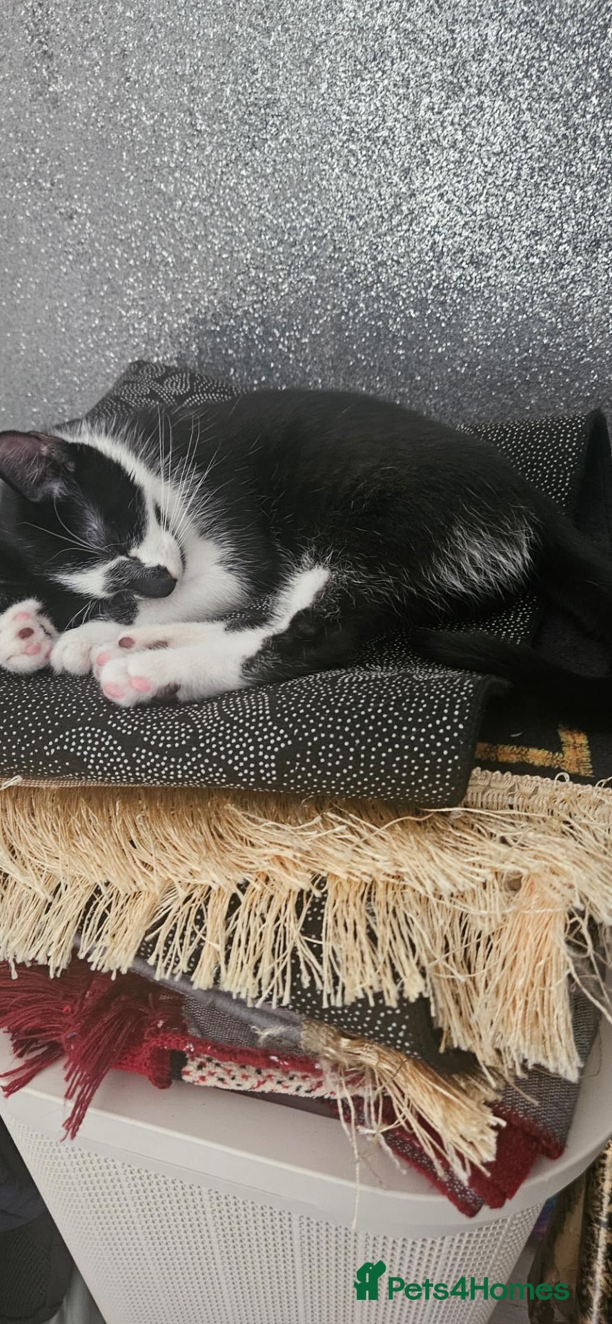 Domestic Shorthair cats Cute black and white tabby - Advert 1