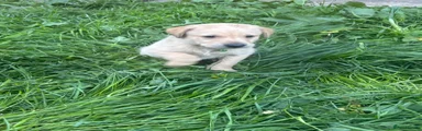 Labrador Retriever Puppy 2