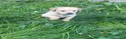 Labrador Retriever dogs for sale: Beautiful Labrador Puppies Ready for Loving Homes - Advert 12