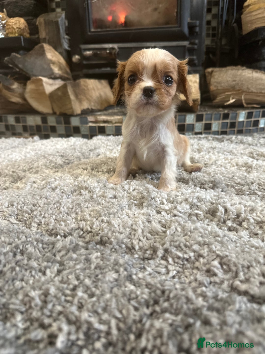 Cavalier King Charles Spaniel dogs for sale: ** DNA CLEAR 🧬 KC REGISTERED CAVALIER PUPPIES ** - Advert 7