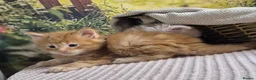 Maine Coon cats for sale: Maine Coon - Advert 4