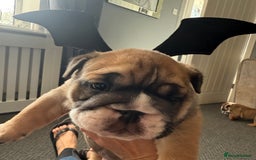 English Bulldog dogs for sale: Traditional English Bulldog Puppies  - Image 11