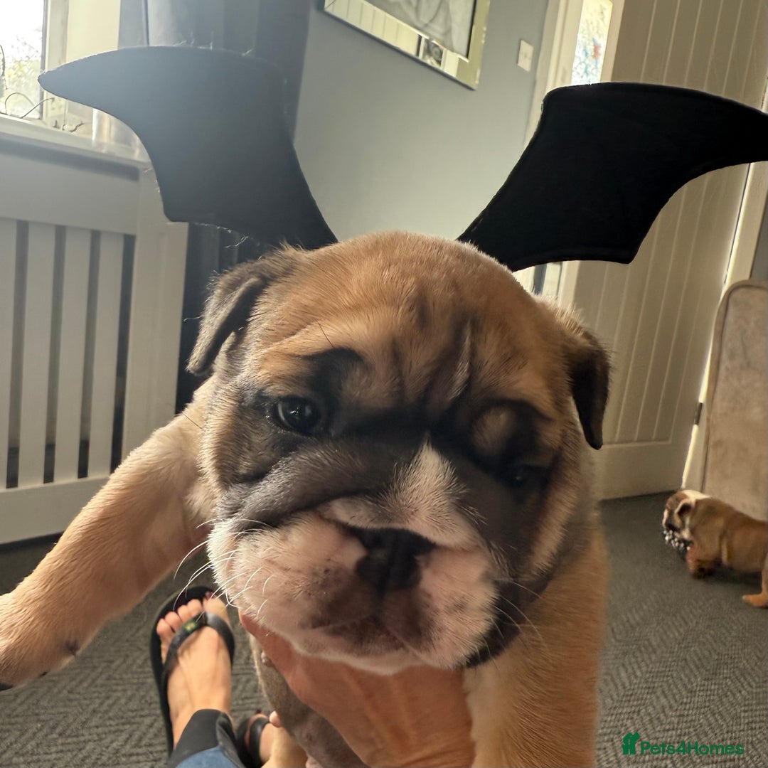English Bulldog dogs for sale: Traditional English Bulldog Puppies  - Image 11