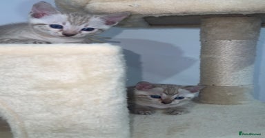 Bengal cats - Advert 5