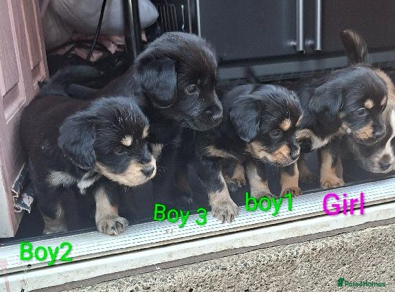 Mixed Breed dogs LAST little boy Cockerpom puppy 🐶 - Advert 2