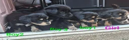 Mixed Breed dogs for sale: Cockerpom puppys 🐶 - Advert 11