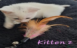 Mixed Breed cats for sale: 4 cute kittens up for sale - Image 26