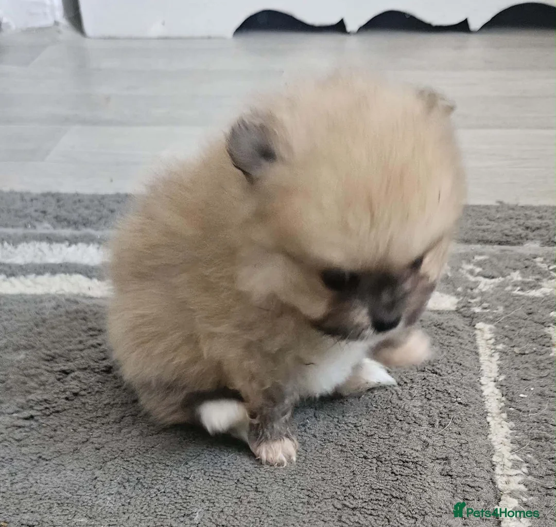 Pomeranian dogs for sale: Beautiful Pomeranian  - Advert 3