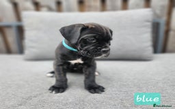 Cane Corso dogs for sale: 💜 gorgeous cane corsos puppies 💜ready in 3 weeks - Image 22