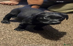 Labrador Retriever dogs for sale: Black Labrador bitch puppy  - Image 2