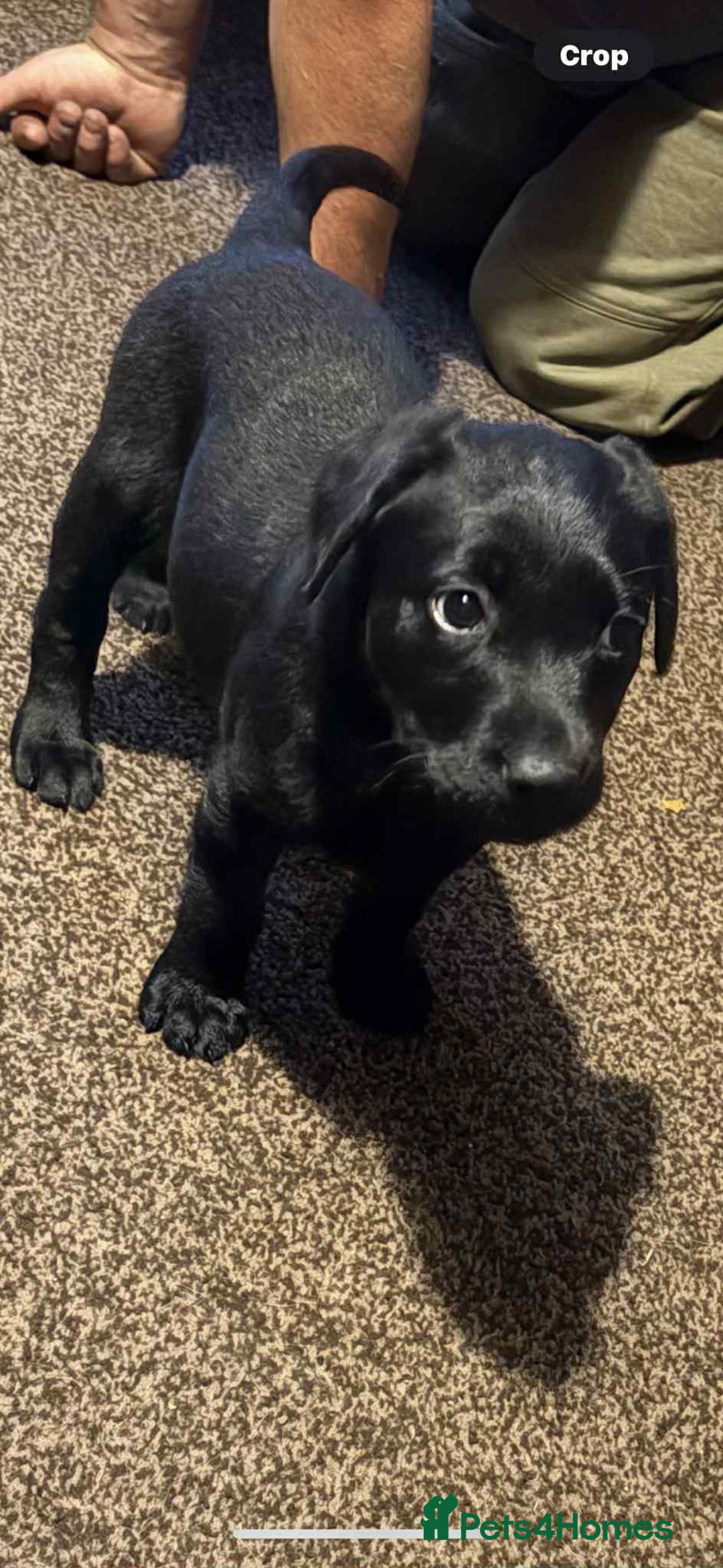 Labrador Retriever dogs for sale: Black Labrador bitch puppy  - Image 2