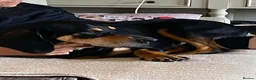 Mixed Breed dogs for adoption: Bruno - Jura Hound for adoption in Northampton - Advert 7