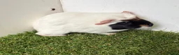 Guinea Pig rodents for sale: Calm, Guineas pig girls  - Advert 7