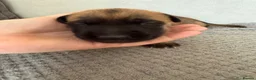 Belgian Shepherd Dog dogs for sale: Belgian Malinois Puppies  in Billingham - Advert 19